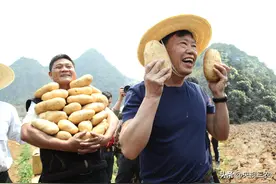 “农民院士”朱有勇直播挖土豆，1小时带货25吨！图片