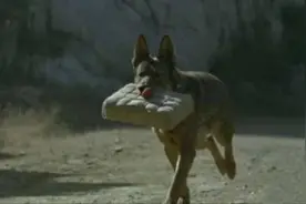 1993年，功勋军犬拍戏绑真炸药，炸得粉碎，导演却高呼：太好了图片