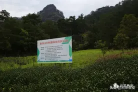 武夷“视”茶，为什么偏偏相中燕子窠？图片