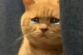 养猫不封窗，害猫又害人图片