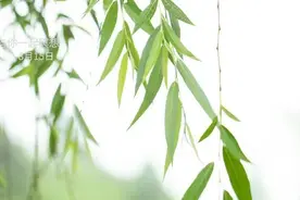 墨心冥想｜正念呼吸冥想--释放情绪呼吸法图片