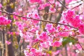 保山东山樱花开了，这群“炸街党”也躁了……图片