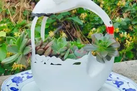 心灵手巧的花友，养花从不买花盆，自己动手做，好看又别致图片