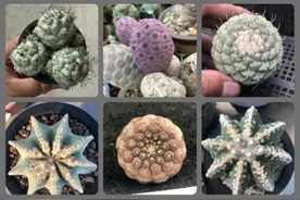 多肉植物仙人掌冻伤？注意这4个养护问题，冬季也能大一圈图片