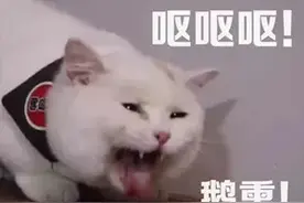 瑟瑟发抖！469元买回的知名巧克力，竟爬出N只虫...梅雨天正常现象？图片