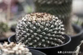 多肉植物为什么会变色？科学家的养肉秘籍，4招教你给多肉上色图片