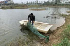 枣阳螃蟹上市，最大6两多，单只售价达到138元图片
