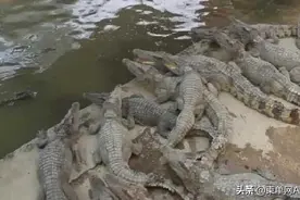 与鳄鱼共舞，救人不忘猫狗，水灾下的柬埔寨图片