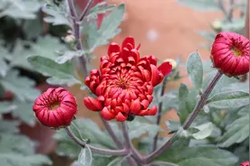 深圳这个区的花场，每年供港年花10万盆图片