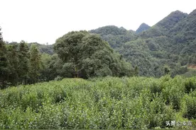 安康市紫阳县丧葬习俗图片
