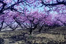 又是一年桃花红图片