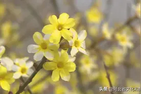 山桃竞艳、天鹅戏水，河北正定园博园的春天来啦！图片