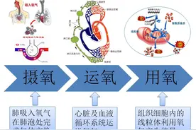 心肺功能是衡量身体健康与否的最好指标图片