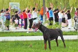 土狗可以养吗？合肥刚刚定了！9月之前，养犬者必须登记图片