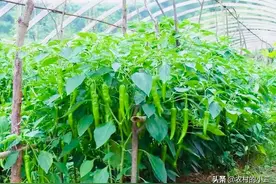 辣椒喷醋的最佳时间以及正确方法，为什么要喷醋？有哪些好处？图片