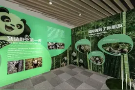 骄傲！汶川大熊猫亮相迪拜世博会，萌翻全场图片