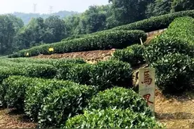 纪念马叙伦诞辰135周年|杭州的马氏墓地是如何保留下来的？图片