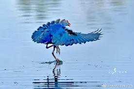中国稀有鸟类——紫水鸡，真是好看，大海的颜色图片