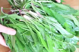 夏天遇到种野菜不要放过，可以止咳化痰，清肝明目又祛火图片
