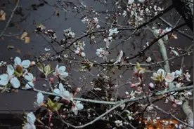 三月里桃花开图片