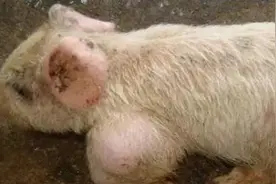 猪无法站立除了链球菌还有以下几种病因，应该如何治疗？图片
