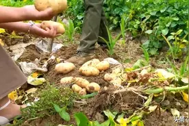 竹溪县:5000多斤土豆抢购一空，竹溪融媒助农惠民直播超火爆！图片