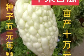 种子5块钱一颗，亩产值十万元的苹果苦瓜，是下一个风口项目吗？图片