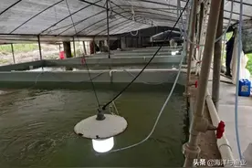 年产种苗30多亿尾！佛山市三水白金水产种苗公司全国建6个良种繁育基地，开发自主知识产权新品种图片