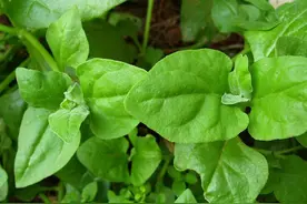 “洋菠菜”这样种可实现周年生产图片