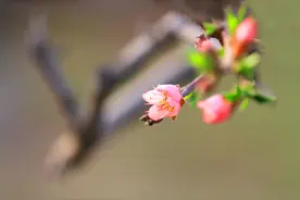 三月桃花开图片