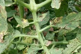 可同时消灭真菌、细菌的杀菌剂，是土传病害克星，关键还能促生根图片