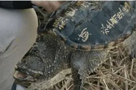 小伙钓到“佛龟”！背刻经文样貌凶猛！刚要放生被老人阻止图片