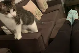 怀孕被家养猫咪知道后，暴脾气变成好脾气，还天天守着主人的肚子图片