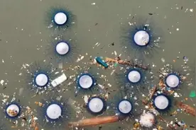 深圳海域出现大量“银币”，或是高温带来的，专家：千万别碰它图片