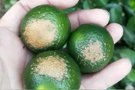 柑橘药害！夏天油铜合剂安全吗？亚磷酸钾能复配铜制剂吗？图片