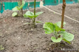 蔬菜移栽选大苗好还是小苗好？深栽好还是浅栽好？里面有学问图片