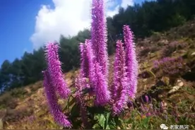 隆化卧虎沟的山苏子花开了图片