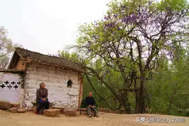 7旬老夫妻守500年古树不离开，言说“龙蛇绕树”，看看啥样图片