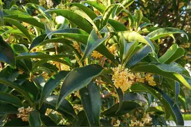 盛夏8月、已桂花飘香，被评为避暑城市第一，昆明名不虚传图片