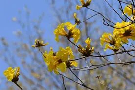 一树黄花醉人眼！潮阳金浦街道数百棵黄花风铃木浪漫绽放​……图片