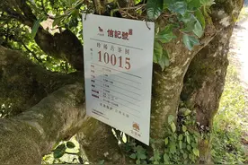 云南凤庆古树茶图片