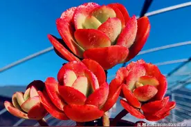 红梅花开，傲雪凌霜——养一棵多肉红梅，这个季节比真的梅花还美图片