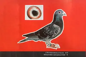 引入种鸽如何安全开家图片