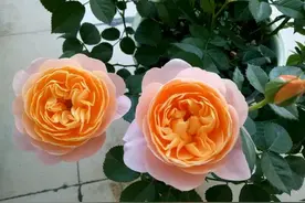 果汁阳台修剪长出来的笋和底芽怎么留？疏掉月季枝条的底芽又可惜图片