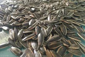 吃瓜子对尿酸有影响吗？图片