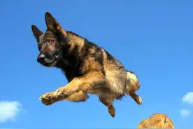 1993年姚守岗将军犬绑上炸药，养犬战士哭到吐血，他却说：太好了图片