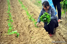 不知道种植什么红薯品种好？这5个红薯品种都不错，你自己选择图片