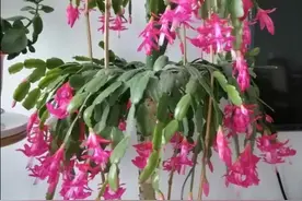 分享一首《玉楼春》图片