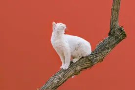 百年大党生日快乐，应景发一组红色猫猫图片
