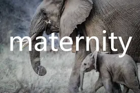 每日单词：maternity图片